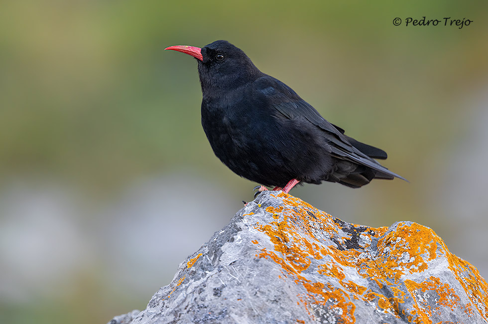 Chova piquirroja (Pyrrhocorax pyrrhocorax)